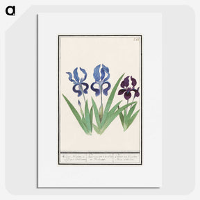 2-82_Anselmus-Boetius-de-Boodt_picture