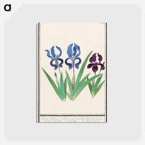 アートポストカード-Purple iris - アンセルムス ボエティウス デ ブート Postcard.