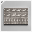 2-82_Eadweard-Muybridge_canvas