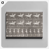 2-82_Eadweard-Muybridge_canvas
