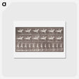 アートポストカード-Smith Trotting Bareback
 - エドワード マイブリッジ Postcard.