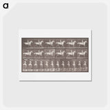 アートポストカード-Smith Trotting Bareback
 - エドワード マイブリッジ Postcard.