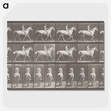 2-82_Eadweard-Muybridge_picture-crop
