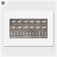 2-82_Eadweard-Muybridge_picture