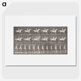 2-82_Eadweard-Muybridge_picture