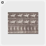 アートポストカード-Smith Trotting Bareback
 - エドワード マイブリッジ Postcard.
