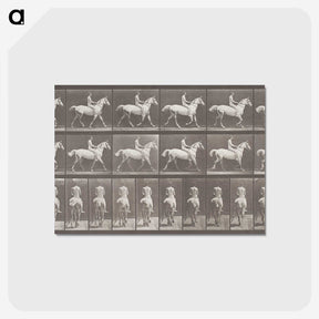 2-82_Eadweard-Muybridge_postcard