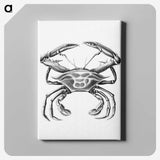 2-82_Ernst-Haeckel_canvas