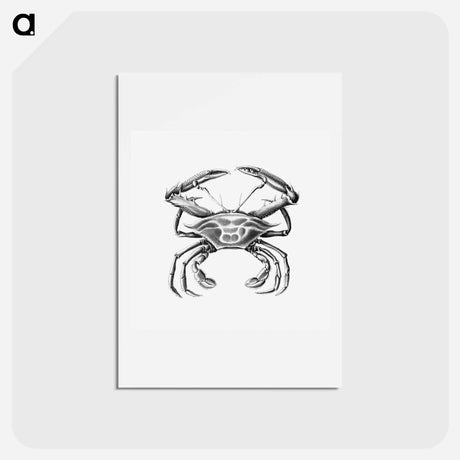 アートポストカード-Vintage crab marine life illustration - エルンスト ヘッケル Postcard.