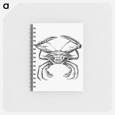 アートメモ帳-Vintage crab marine life illustration - エルンスト ヘッケル Memo.