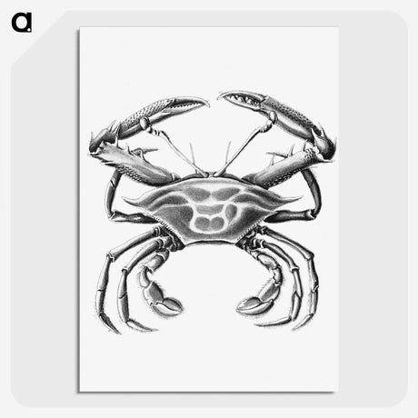 2-82_Ernst-Haeckel_picture-crop