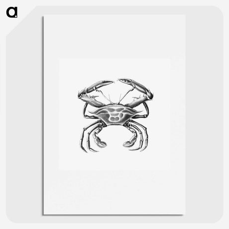 2-82_Ernst-Haeckel_picture