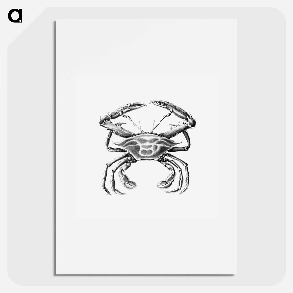 Vintage crab marine life illustration - エルンスト ヘッケル Poster.