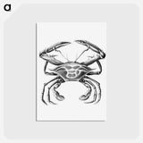 アートポストカード-Vintage crab marine life illustration - エルンスト ヘッケル Postcard.