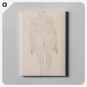 アートパネル-Human Figure, Posterior View
 - ジョージ スタッブス Canvas.