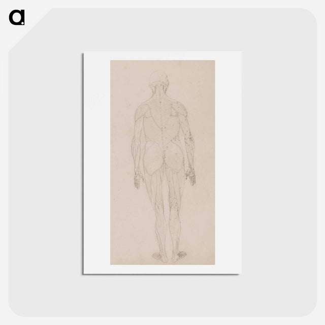 アートポストカード-Human Figure, Posterior View
 - ジョージ スタッブス Postcard.
