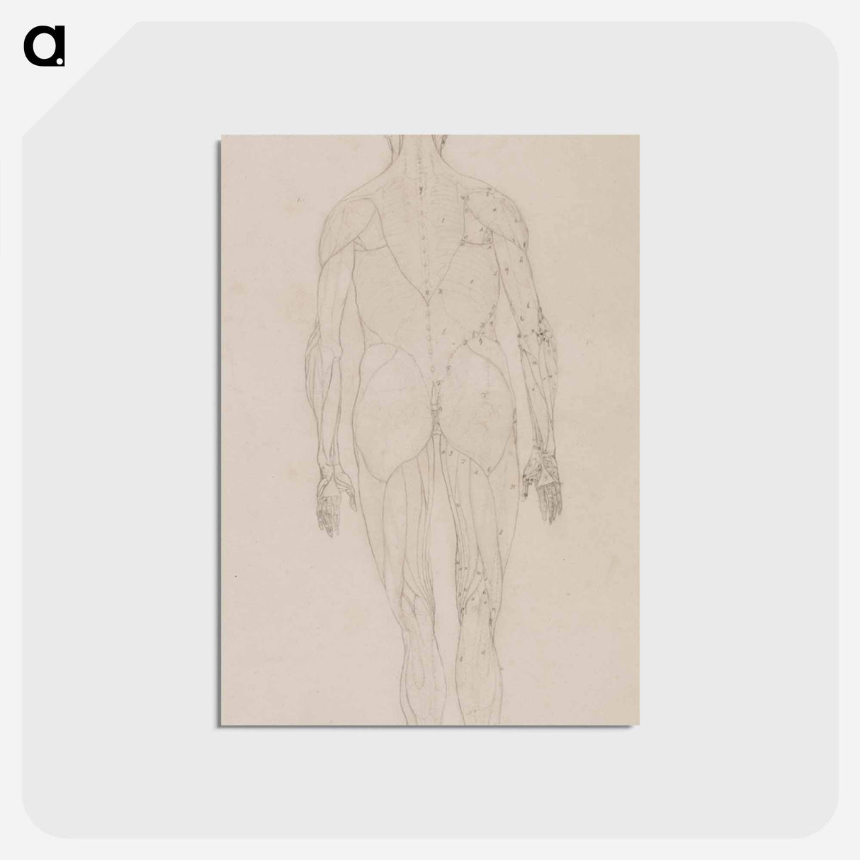 アートポストカード-Human Figure, Posterior View
 - ジョージ スタッブス Postcard.