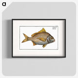 2-82_Ichtyologie-ou-Histoire-naturelle_blk