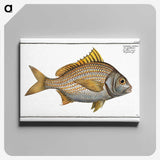 2-82_Ichtyologie-ou-Histoire-naturelle_canvas