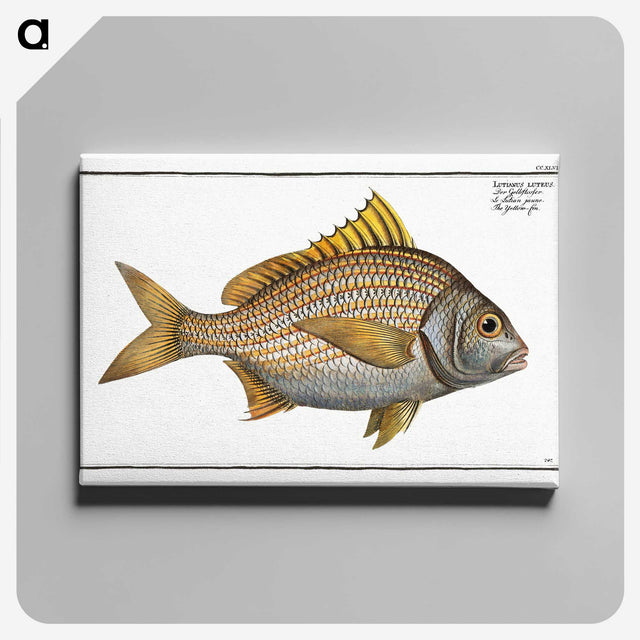 2-82_Ichtyologie-ou-Histoire-naturelle_canvas
