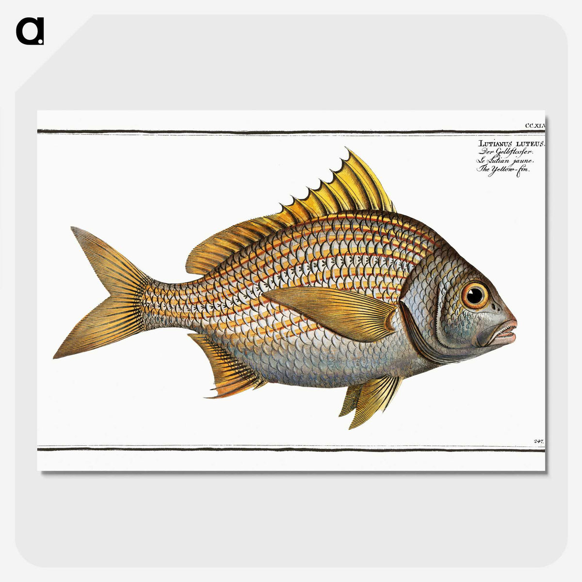 2-82_Ichtyologie-ou-Histoire-naturelle_picture-crop