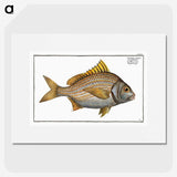 2-82_Ichtyologie-ou-Histoire-naturelle_picture