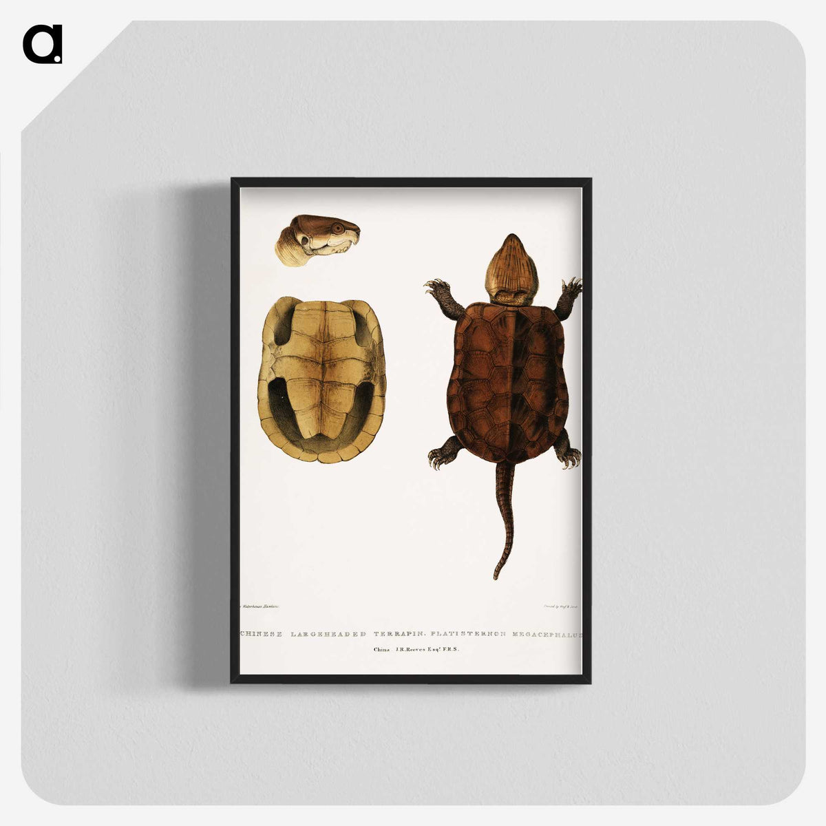 2-82_Indian-Zoology_blk-crop
