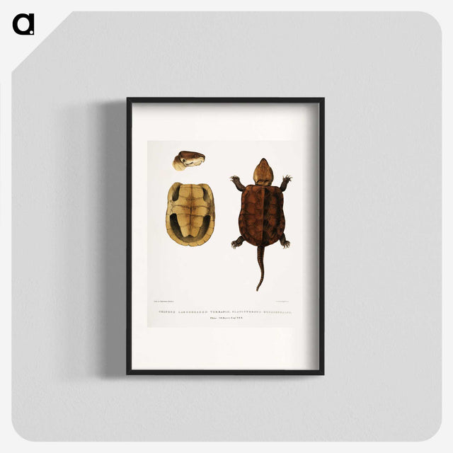 2-82_Indian-Zoology_blk