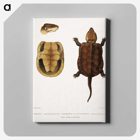 2-82_Indian-Zoology_canvas