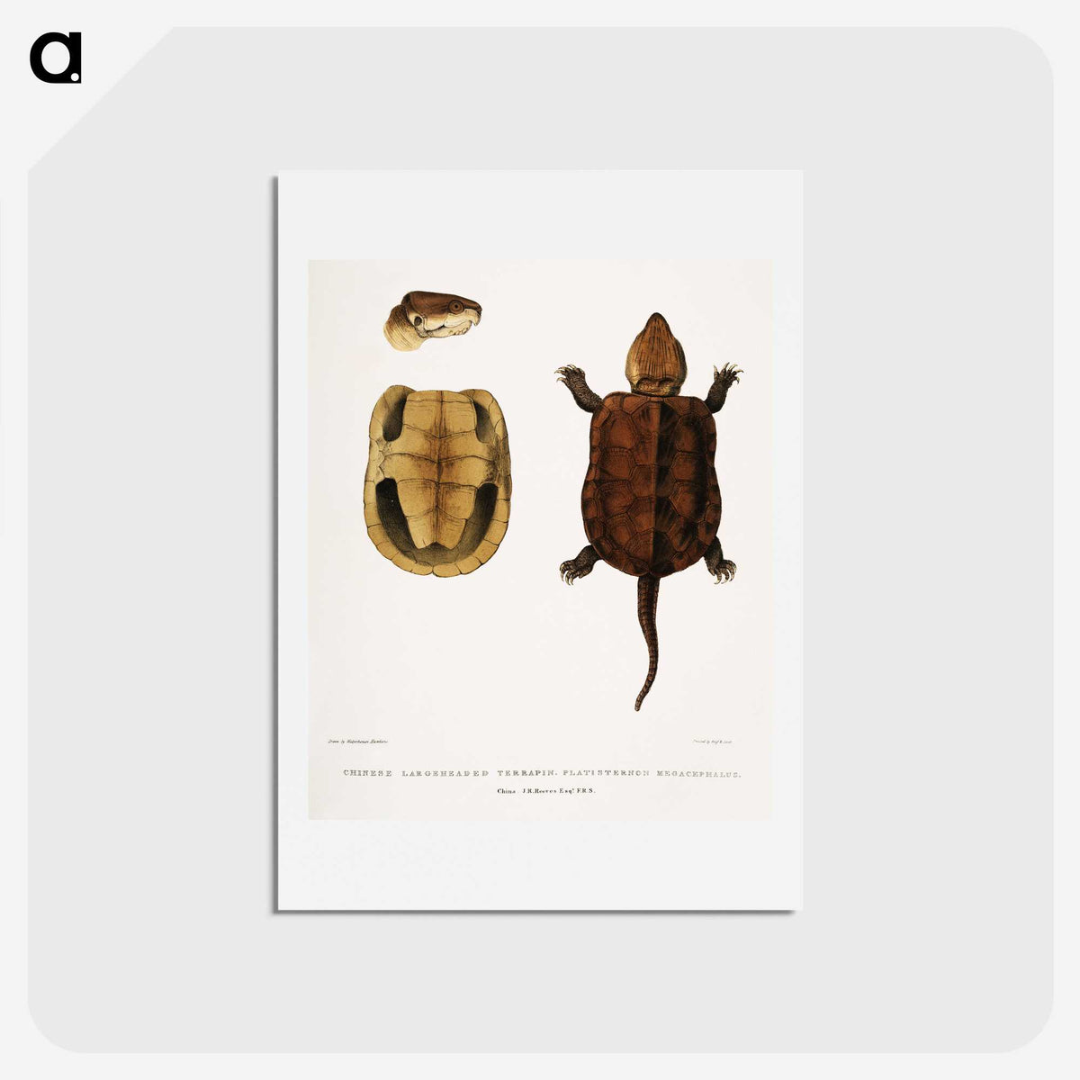 2-82_Indian-Zoology_hagaki