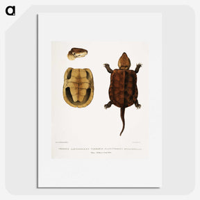 2-82_Indian-Zoology_picture