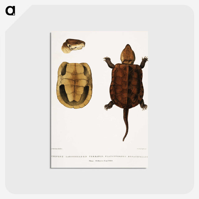 2-82_Indian-Zoology_postcard
