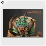 2-82_Insects-Unlocked-Project_picture-crop