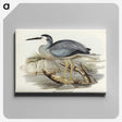 2-82_John-Gould_canvas