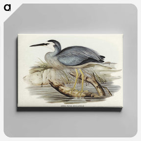 2-82_John-Gould_canvas