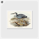アートポストカード-White-fronted Heron
 - ジョン グールド Postcard.