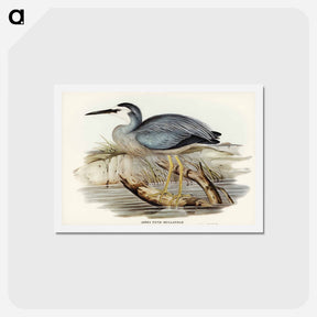 アートポストカード-White-fronted Heron
 - ジョン グールド Postcard.