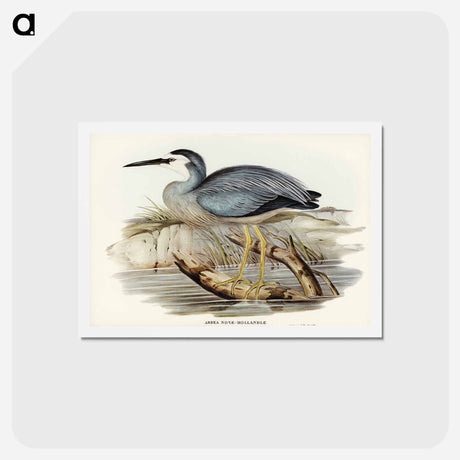 アートポストカード-White-fronted Heron
 - ジョン グールド Postcard.