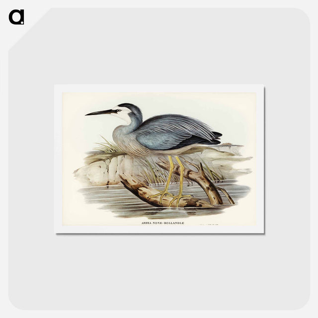 アートポストカード-White-fronted Heron
 - ジョン グールド Postcard.