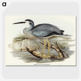 2-82_John-Gould_picture-crop