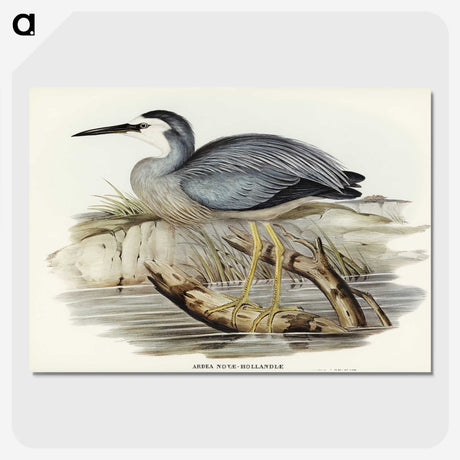 2-82_John-Gould_picture-crop