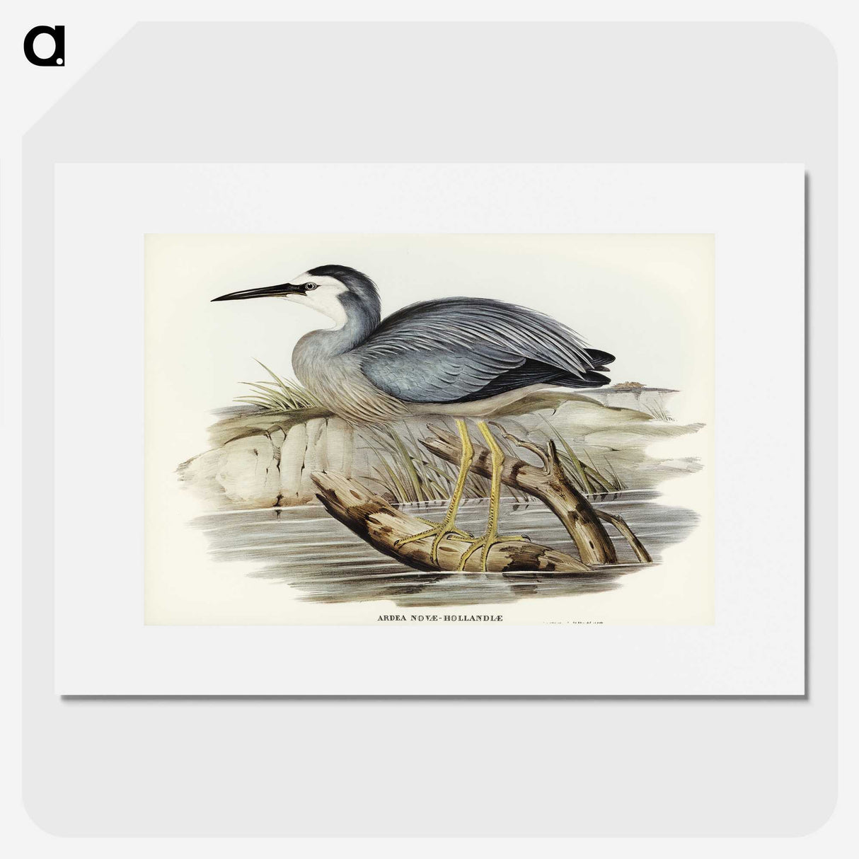 2-82_John-Gould_picture