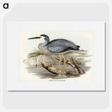 2-82_John-Gould_picture