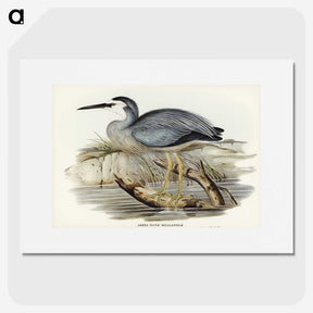 2-82_John-Gould_picture