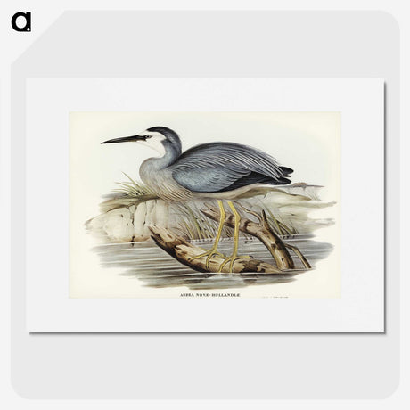 2-82_John-Gould_picture