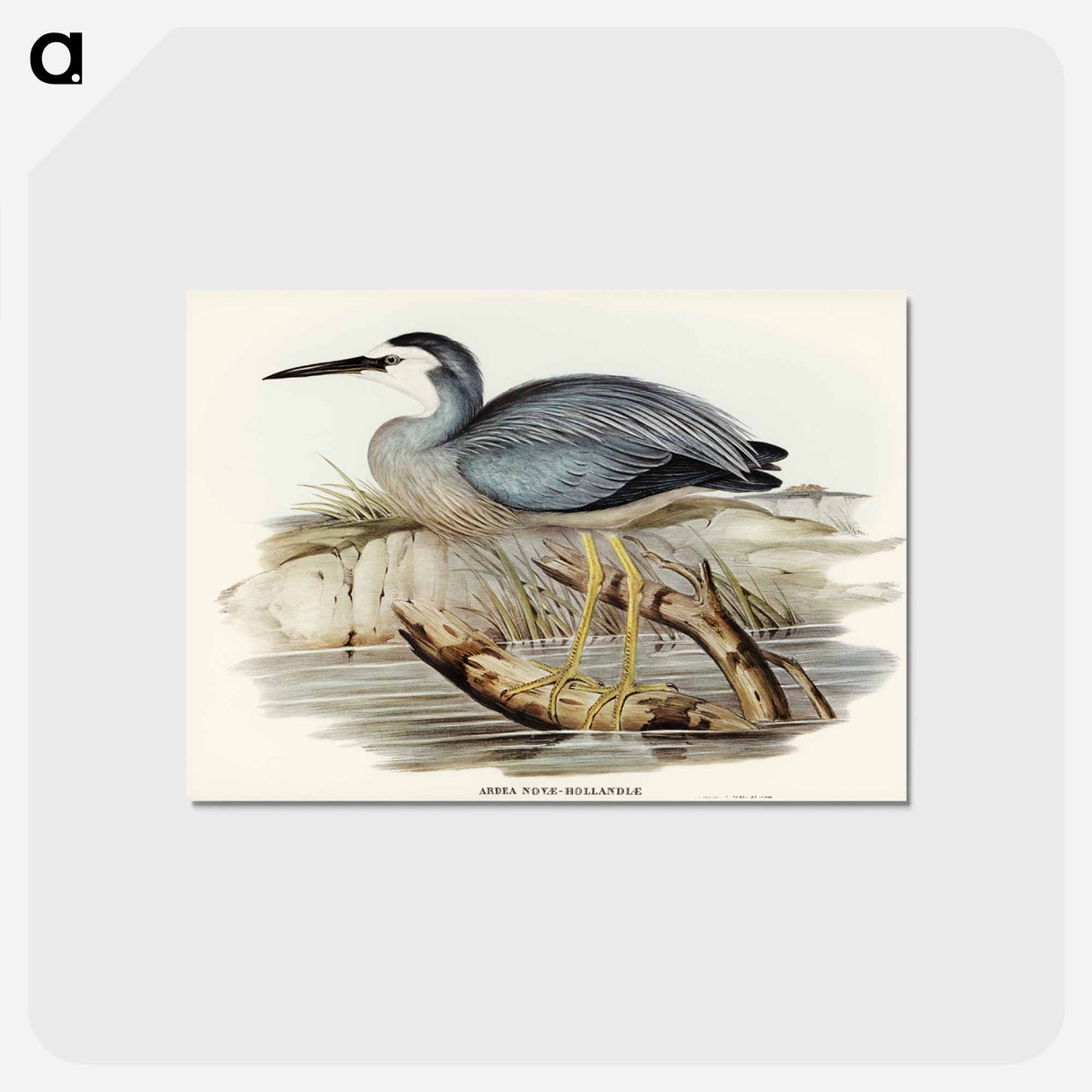 アートポストカード-White-fronted Heron
 - ジョン グールド Postcard.