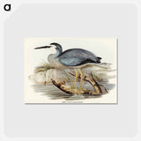 アートポストカード-White-fronted Heron
 - ジョン グールド Postcard.