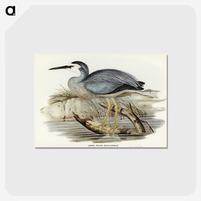 2-82_John-Gould_postcard
