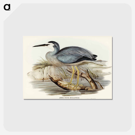 アートポストカード-White-fronted Heron
 - ジョン グールド Postcard.