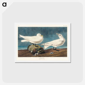 アートポストカード-Ivory Gull
 - ジョン ジェームス オーデュボン Postcard.